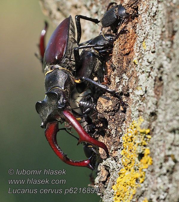 Lucanus cervus