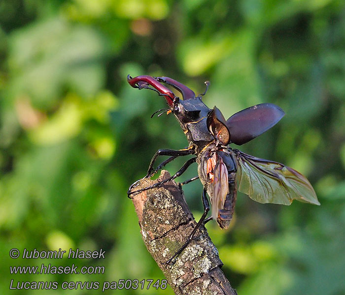 Lucanus cervus