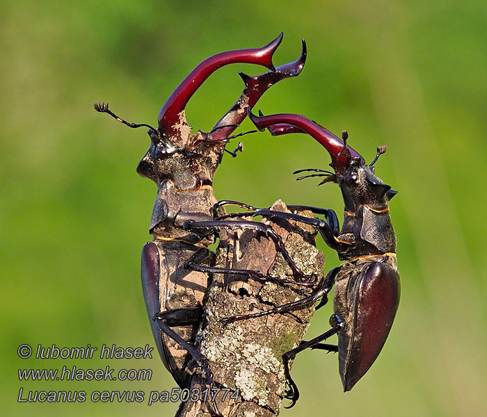 Lucanus cervus