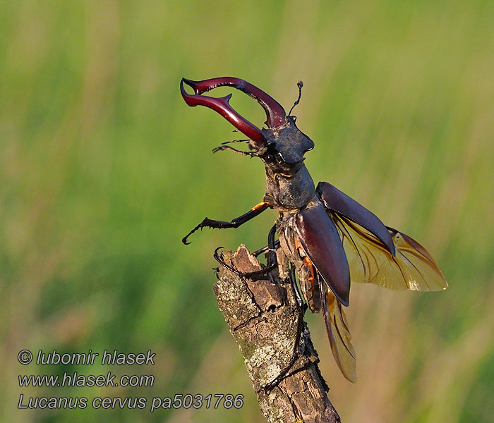 Lucanus cervus