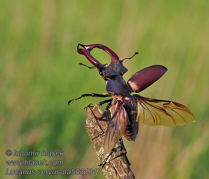 Lucanus cervus