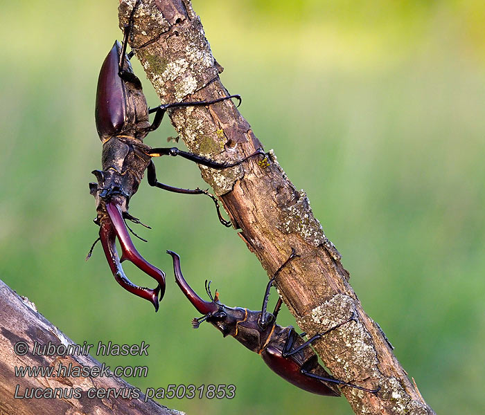 Lucanus cervus