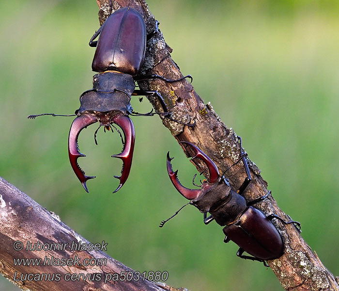 Lucanus cervus