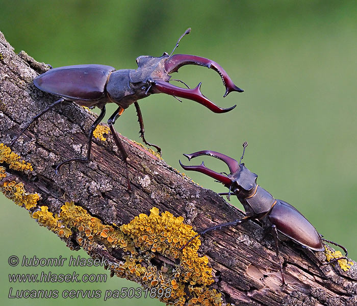 Lucanus cervus