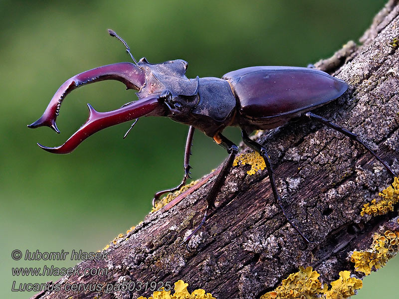 Lucanus cervus