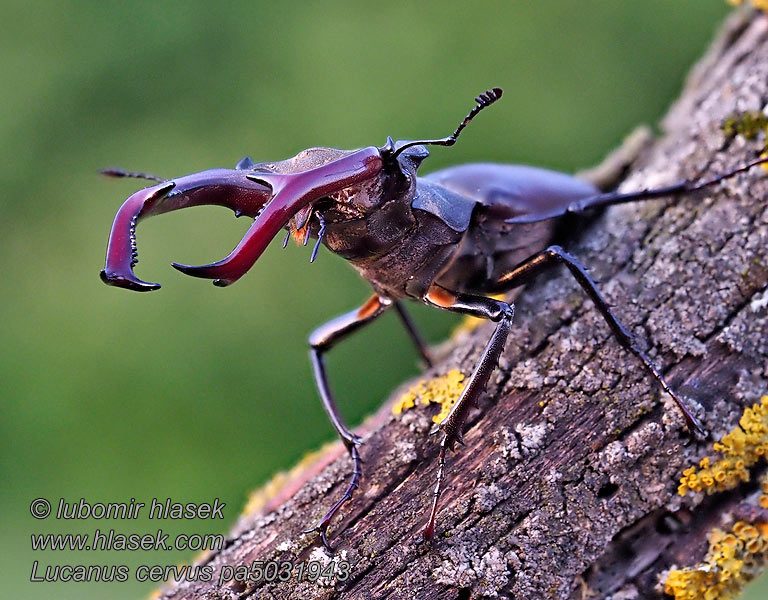 Lucanus cervus