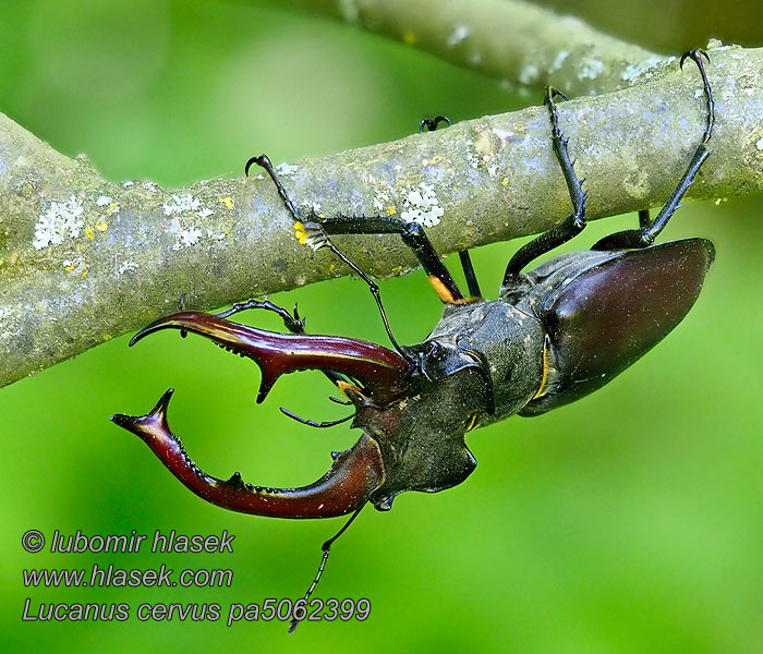 Lucanus cervus