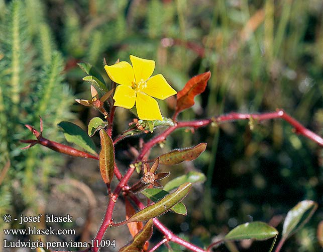 Ludwigia peruviana UK: Peruvian primrose-willow Swamp primrose willow