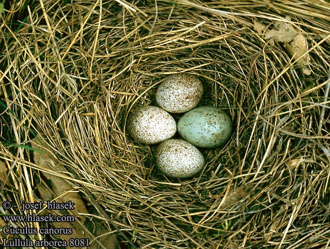 Lullula arborea Woodlark Heidelerche Alouette lulu Totovía