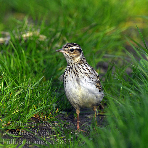 Woodlark Heidelerche Alouette lulu Totovía Skřivan lesní