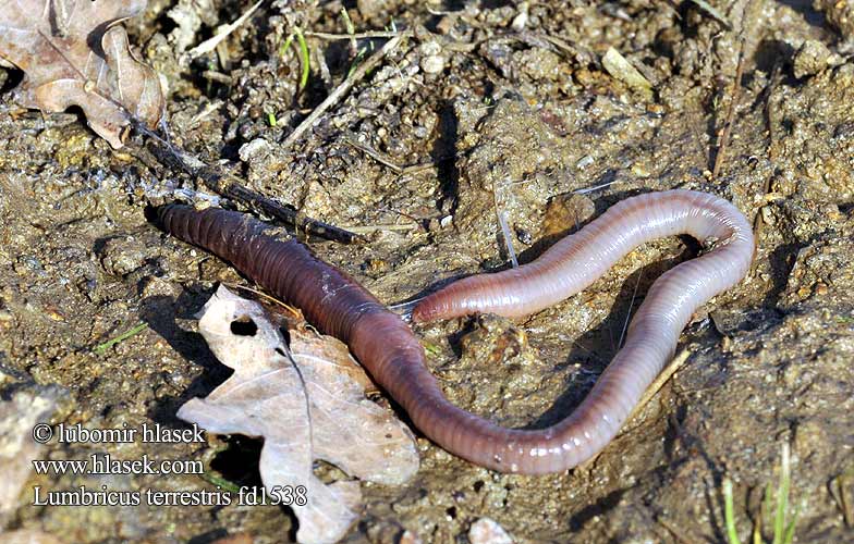 Lumbricus terrestris Common Earthworm Nightcrawler Vitalis Dew