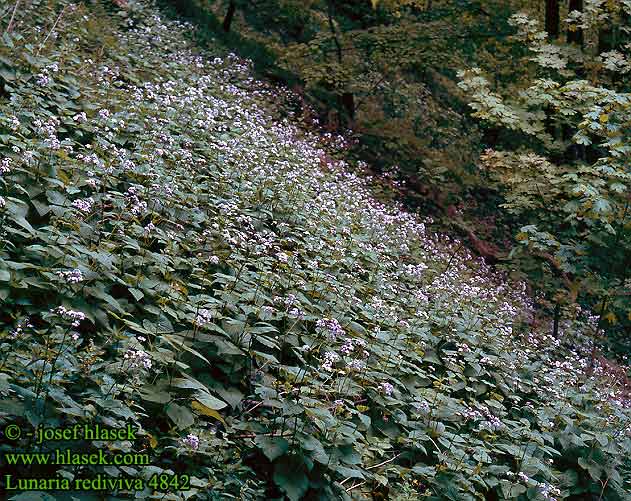 Lunaria rediviva Perennial honesty Vedvarende maneskulpe manefiol