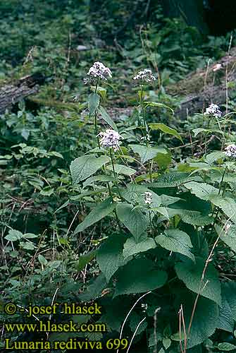 Lunaria rediviva Lunaire vivace Vaste judaspenning Lunaria odorosa