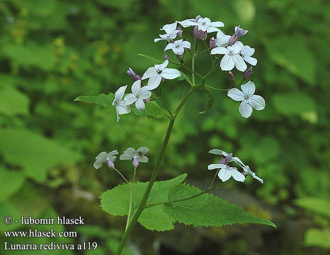 Lunaria rediviva Erdei holdviola Mehrjährige Wildes Silberblatt