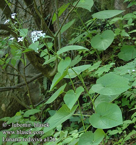 Lunaria rediviva  Miesiącznica trwała Mesačnica trváca