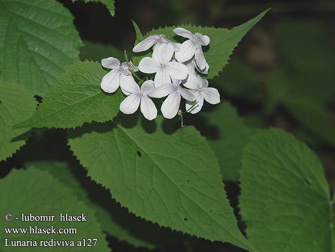 Lunaria rediviva Měsíčnice vytrvalá Manviol