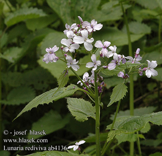 Perennial honesty Vedvarende måneskulpe månefiol Lunaire vivace