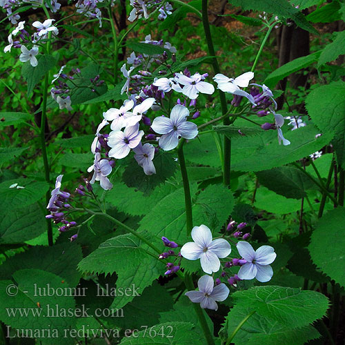 Lunaria rediviva Perennial honesty Lunaria odorosa