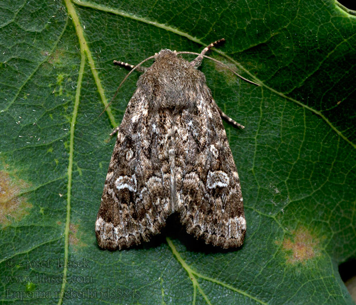 Luperina nickerlii Nickerls Graswurzeleule