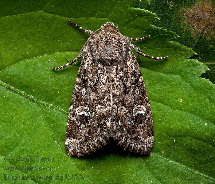 Luperina nickerlii Sandhill Rustic