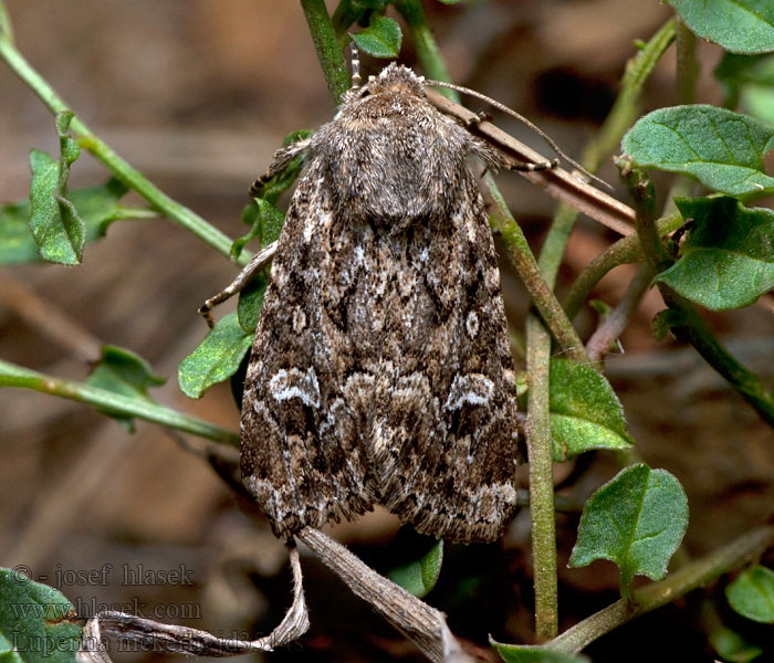 Luperina nickerlii