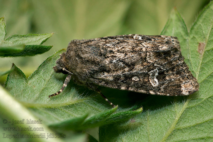 Luperina nickerlii