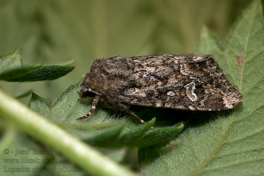 Luperina nickerlii