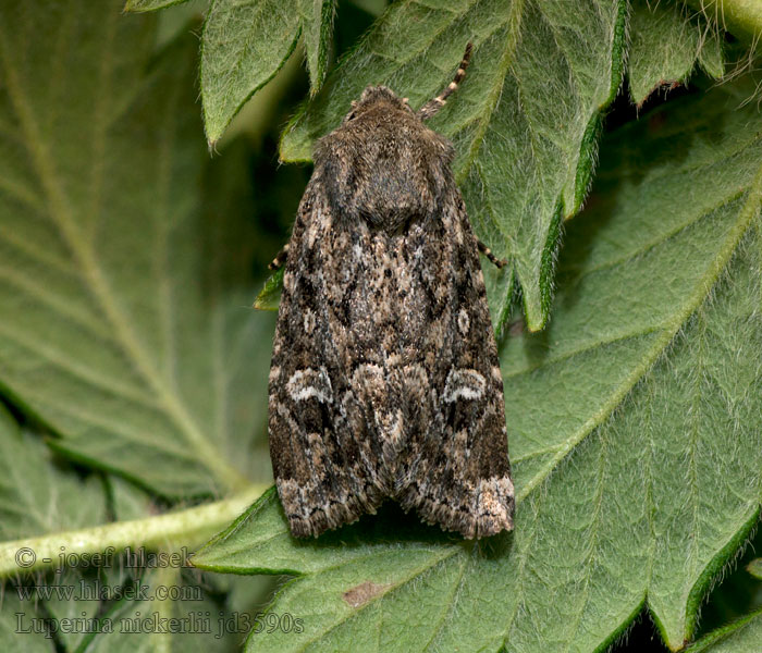 Luperina nickerlii