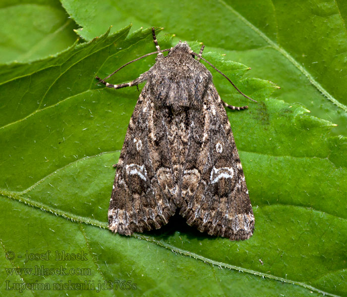 Luperina nickerlii