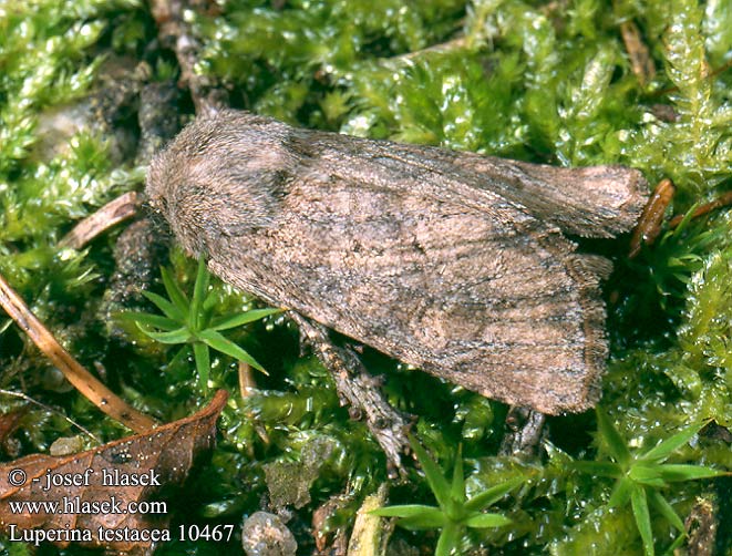 Luperina testacea Flounced Rustic Lehmfarbige Feldraseneule