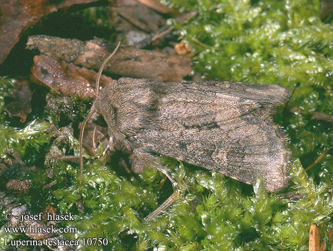 Luperina testacea Travařka hlínožlutá Flounced Rustic