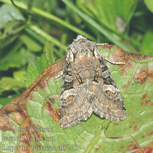 Luperina testacea Feldraseneule