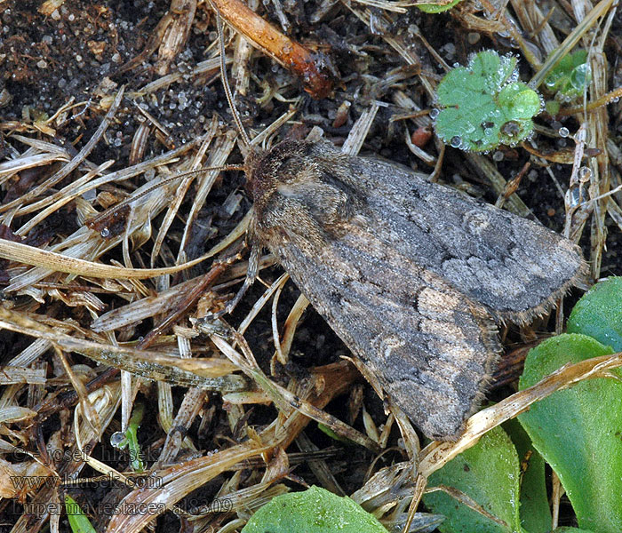 Flounced Rustic Sivkavec hlinožltý Luperina testacea