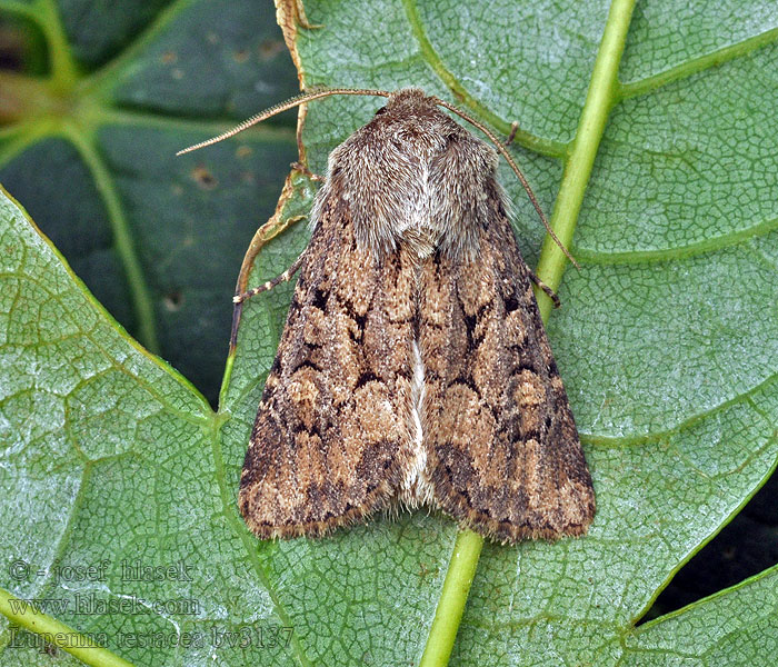 Lounaanpeittoyökkönen Gräsrotfly Luperina testacea