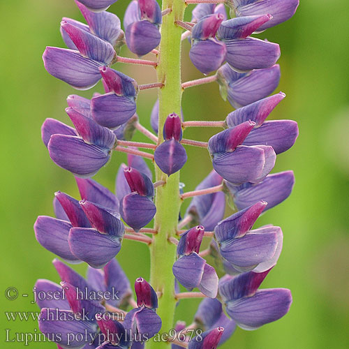 Lupinus polyphyllus Garden Lupin Lupinen Stauden-Lupine Łubin trwały
