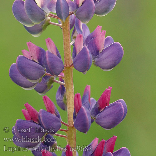 Lupinus polyphyllus lupina mnoholistá Люпин многолистный багаторічний