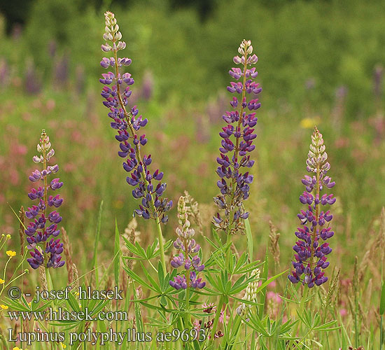 Lupinus polyphyllus 多叶羽扇豆 Mangebladet Lupin polyphylle Erdei csillagfürt