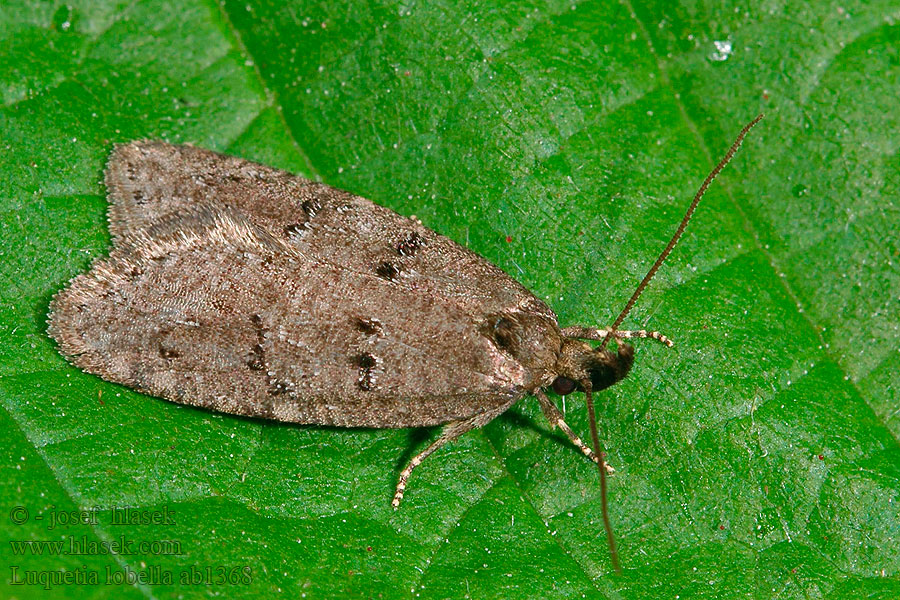 Luquetia lobella Sloe Flat-body Ploskáč trnkový Tienvlekmot