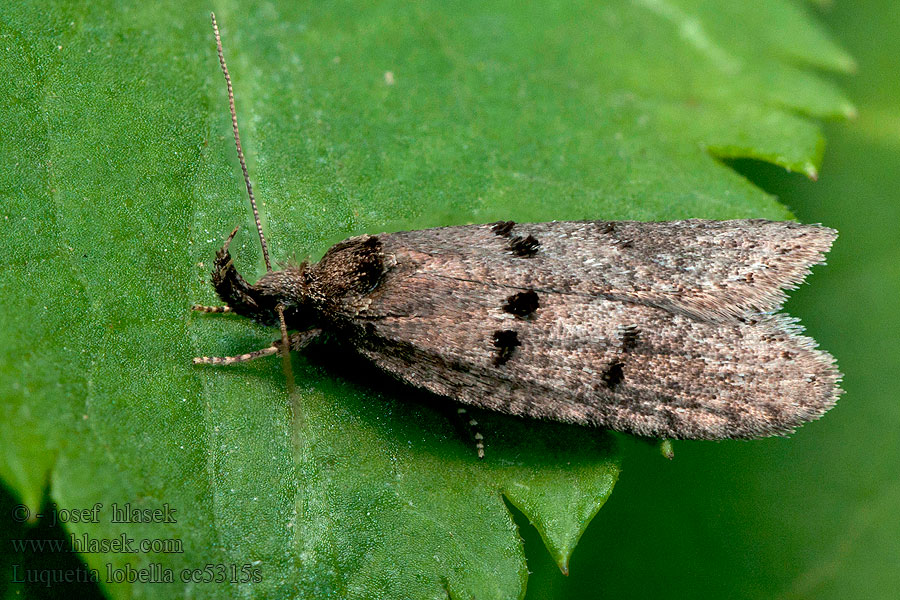 Sloe Flat-body Luquetia lobella