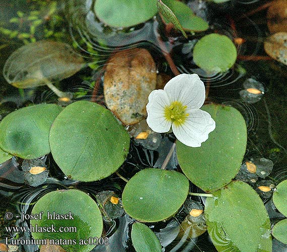 Luronium natans Floating Water Plantain Froschkraut