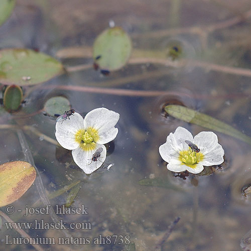 Luronium natans Floating Water Plantain Froschkraut