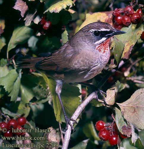 Luscinia calliope Siberian Rubythroat Rubinkehlchen Calliope sibérienne Ruiseñor Caliope Petirrojo Siberiano Slavík kaliopa 红喉歌鸲 Соловей-красношейка ノゴマ 진홍가슴 Rubiinisatakieli Roodkeelnachtegaal Słowik rubinowy Rouxinol-de-garganta-vermelha Rubinnäktergal Rubiin-ööbik