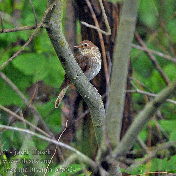 Luscinia luscinia Slavík tmavý Sprosser Slávik veľký Słowik szary Rudzik Обыкновенный соловей Thrush Nightingale Eastern Nattergal Ruiseñor Ruso Satakieli  Rossignol progné Usignolo maggiore ヤブサヨナキドリ Noordse Nachtegaal Nattergal Соловейко східний Rouxinol-russo Näkterga  欧歌鸲 Lysternagtegaal العندليب, العندليب الأرقط Adi bülbül Усходні салавей Τζικλαηδόνι Τσιχλαηδόνι Ööbik Veliki slavuj Mrki Nagy fülemüle  Lakétingala Austrumu lakstīgala Luschaina nord Bilbil Велики славуj Alaca-göğüslü Bülbül