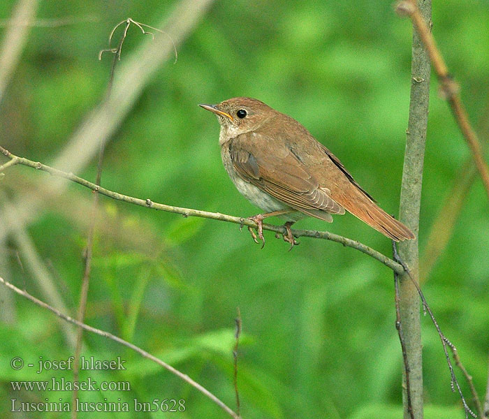 Słowik szary Rudzik Обыкновенный соловей Thrush Nightingale Eastern Nattergal Ruiseñor Ruso Satakieli  Rossignol progné Usignolo maggiore ヤブサヨナキドリ Noordse Nachtegaal Nattergal Соловейко східний Rouxinol-russo Näkterga  欧歌鸲 Lysternagtegaal العندليب, العندليب الأرقط Adi bülbül Усходні салавей Τζικλαηδόνι Τσιχλαηδόνι Ööbik Veliki slavuj Mrki Nagy fülemüle  Lakétingala Austrumu lakstīgala Luschaina nord Bilbil Велики славуj Alaca-göğüslü Bülbül Luscinia luscinia Slavík tmavý Sprosser Slávik veľký