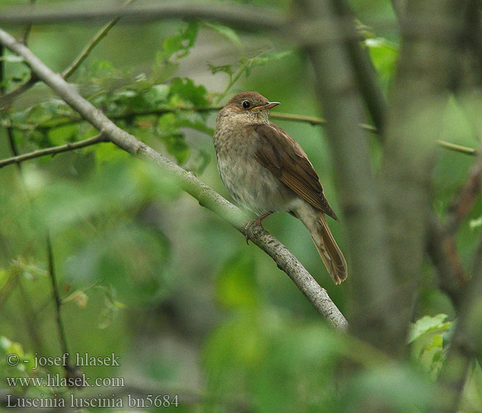 Thrush Nightingale Eastern Nattergal Ruiseñor Ruso Satakieli  Rossignol progné Usignolo maggiore ヤブサヨナキドリ Noordse Nachtegaal Nattergal Соловейко східний Rouxinol-russo Näkterga  欧歌鸲 Lysternagtegaal العندليب, العندليب الأرقط Adi bülbül Усходні салавей Τζικλαηδόνι Τσιχλαηδόνι Ööbik Veliki slavuj Mrki Nagy fülemüle  Lakétingala Austrumu lakstīgala Luschaina nord Bilbil Велики славуj Alaca-göğüslü Bülbül Luscinia luscinia Slavík tmavý Sprosser Slávik veľký Słowik szary Rudzik Обыкновенный соловей