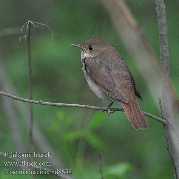 Alaca-göğüslü Bülbül Luscinia luscinia Slavík tmavý Sprosser Slávik veľký Słowik szary Rudzik Обыкновенный соловей Thrush Nightingale Eastern Nattergal Ruiseñor Ruso Satakieli Rossignol progné Usignolo maggiore ヤブサヨナキドリ Noordse Nachtegaal1 Nattergal Соловейко східний Rouxinol-russo Näkterga  欧歌鸲 Lysternagtegaal العندليب, العندليب الأرقط Adi bülbül Усходні салавей Τζικλαηδόνι Τσιχλαηδόνι Ööbik Veliki slavuj Mrki Nagy fülemüle Lakétingala Austrumu lakstīgala Luschaina nord Bilbil Велики славуj