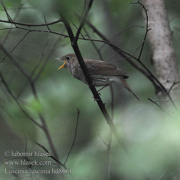 Slavík tmavý Sprosser Slávik veľký Słowik szary Rudzik Обыкновенный соловей Thrush Nightingale Eastern Nattergal Ruiseñor Ruso Satakieli Rossignol progné Usignolo maggiore ヤブサヨナキドリ Noordse Nachtegaal1 Nattergal Соловейко східний Rouxinol-russo Näkterga  欧歌鸲 Lysternagtegaal العندليب, العندليب الأرقط Adi bülbül Усходні салавей Τζικλαηδόνι Τσιχλαηδόνι Ööbik Veliki slavuj Mrki Nagy fülemüle Lakétingala Austrumu lakstīgala Luschaina nord Bilbil Велики славуj Alaca-göğüslü Bülbül Luscinia luscinia