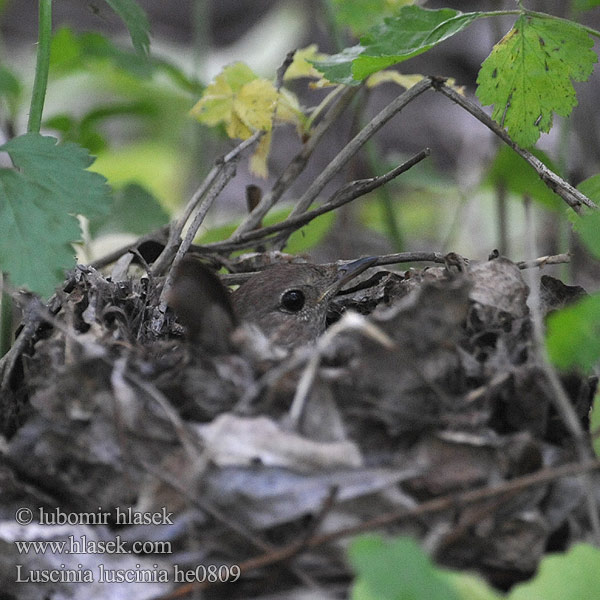 Sprosser Slávik veľký Słowik szary Rudzik Обыкновенный соловей Thrush Nightingale Eastern Nattergal Ruiseñor Ruso Satakieli Rossignol progné Usignolo maggiore ヤブサヨナキドリ Noordse Nachtegaal1 Nattergal Соловейко східний Rouxinol-russo Näkterga  欧歌鸲 Lysternagtegaal العندليب, العندليب الأرقط Adi bülbül Усходні салавей Τζικλαηδόνι Τσιχλαηδόνι Ööbik Veliki slavuj Mrki Nagy fülemüle Lakétingala Austrumu lakstīgala Luschaina nord Bilbil Велики славуj Alaca-göğüslü Bülbül Luscinia luscinia Slavík tmavý