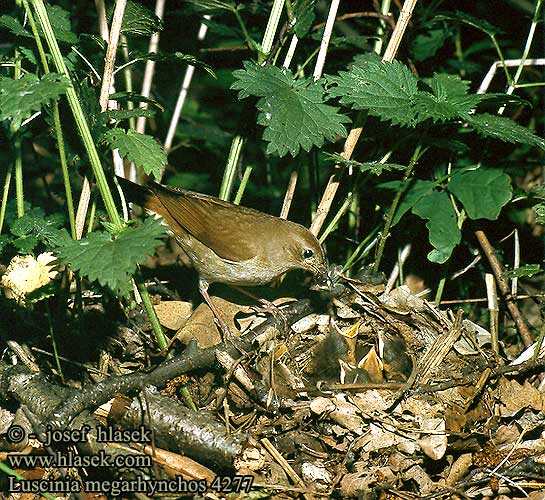 Luscinia megarhynchos Nightingale Nachtigall Rossignol philomàle