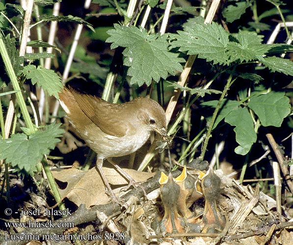 Luscinia megarhynchos 8928